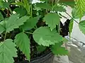 A red raspberry plant in a nursery in Cranford, New Jersey.