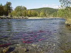 Looking north up the Lower Adams River