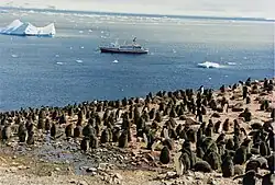 Chicks in Antarctica, with MS Explorer and icebergs in the background