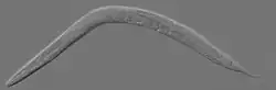 "Caenorhabditis elegans"