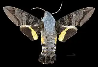 Aellopos ceculus ♂