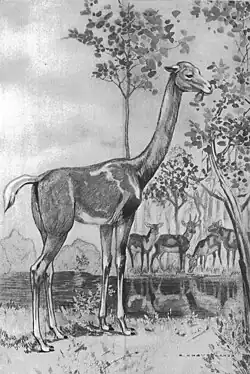 Aepycamelus and Dromomeryx center