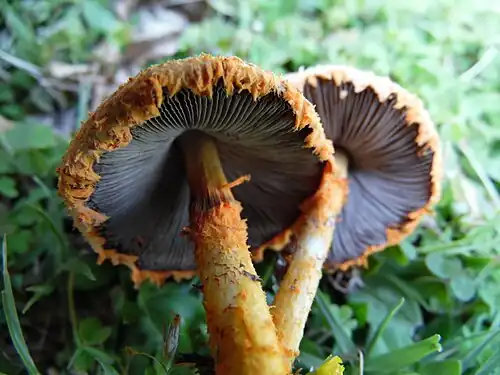 Agaricus crocopeplus Berk. & Broome 1871