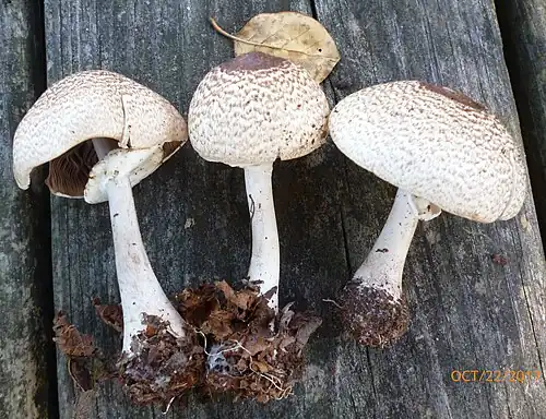Agaricus vinosobrunneofumidus Kerrigan 2016