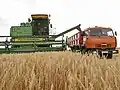 Harvesting in Volgograd Oblast. Harvester Don-1500