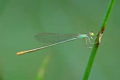 Female (androchrome)