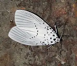 A white moth with small black dots perched on a rock.