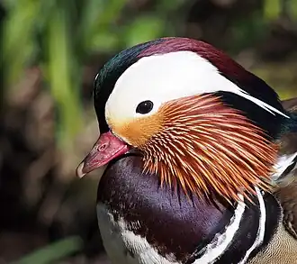 Portrait of a male at Martin Mere, England