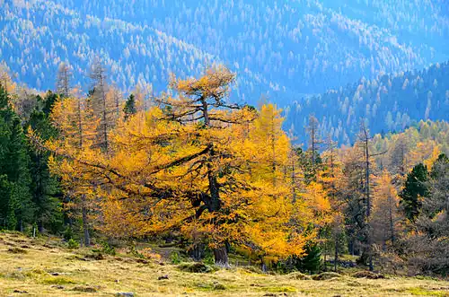 Larch in Albeck, district Feldkirchen, Carinthia, Austria