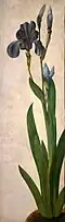 Iris, c.&nbsp;1503, Albrecht Dürer