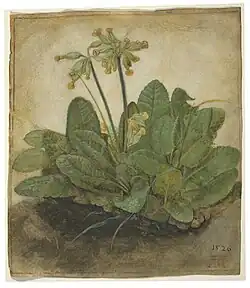 Tuft of Cowslips, 1526, gouache on vellum, 19.3&nbsp;×&nbsp;16.8&nbsp;cm, National Gallery of Art