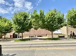 Lacebark elms, Oklahoma City National Memorial (2024)
