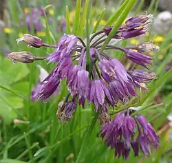 Flowers of Allium farreri
