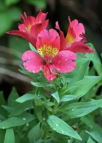 Image 10 Alstroemeria Photograph: Muhammad Mahdi Karim Alstroemeria × hybrida, an Alstroemeria hybrid, at the Lal Bagh Botanical Gardens in Bangalore, India. The genus consists of some 120&nbsp;species and is native to South America. More selected pictures
