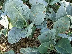 Chinese Kale