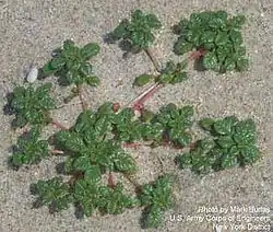 Seabeach amaranth (A.&nbsp;pumilus), an amaranth on the Federal Threatened species List