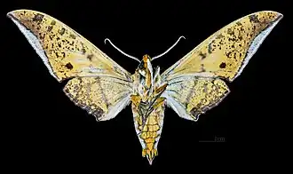 Male Ambulyx sericeipennis okurai, ventral view