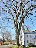 American elm, Old Deerfield, Massachusetts (2011). Girth was 19.3&nbsp;ft at 4.5&nbsp;ft above ground; height 106.8&nbsp; ft; avg. crown spread 105&nbsp;ft. This tree died in 2017.