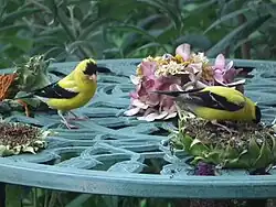 Two feeding from sunflower heads