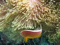 A.&nbsp;akallopisos (skunk anemonefish) lacks a white head bar.