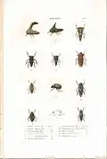 Plate 10 from: C.J.-B. Amyot and J. G. Audinet-Serville (1843). Histoire naturelle des insectes. Hémiptères. Paris, Librairie encyclopédique de Roret.
