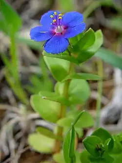 L.&nbsp;arvensis f. azurea. The glandular hairs on the petal margins, at least 50 in this example, are clearly visible in the enlarged photo.