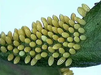 Eggs of pioneer (Anaphaeis aurota family Pieridae)