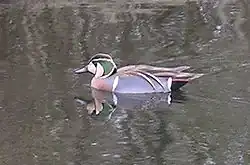 Baikal teal (Sibirionetta formosa)