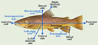 Anatomical terms of location in most fish