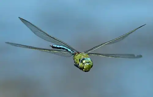Anax imperator in flight