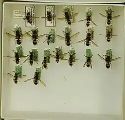 Ancistrocerus oviventris hibernicus