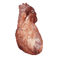 Animated heart 3D model rendered in computer