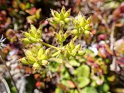 The seed heads of an Anisotome aromatica