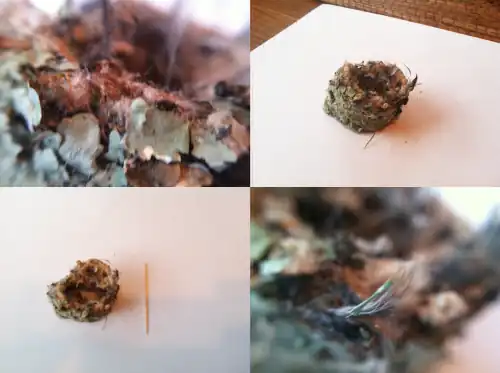 Nest with toothpick for scale, and probably showing juvenile molt plumage. In California.