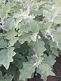 Another close-up of Thorny leaves and purple flowers of the brinjal plant