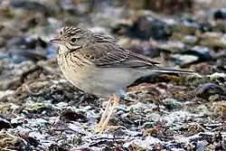 First winter plumage.