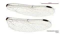 Female wings