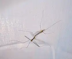 Antocha saxicola mating