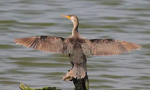 Japanese cormorants are typically used by Japanese fishers.
