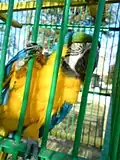 The macaw in Bitola Zoo