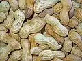 Peanut seeds are contained in indehiscent legume fruit