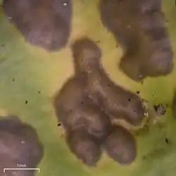 Microscope photograph showing dark brown cephalodia on green thallus of Nephroma arcticum, with scale bar