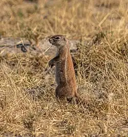 Cape ground squirrel (Xerus inauris)