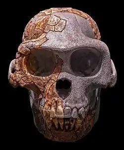 A skull