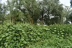 Green trees in the top half of the image have hanging branches, and the lower half shows vining, elephant-ear-shaped leaves.