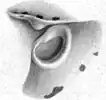 Funnel–mantle locking apparatus of juvenile male (5.0&nbsp;mm ML) from the equatorial South Atlantic