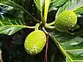 Artocarpus altilis (Hawaii)
