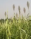 Reedbed of Arundo donax