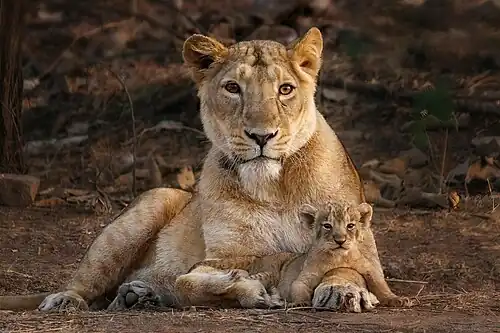 An Asiatic lion family, which inhabits in and around the Gir National Park