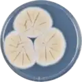 Aspergillus nakazawae growing on CYA plate